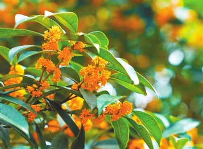 The gorgeous osmanthus flowers. (Photographed by Zhong Ge) 