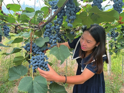 Gaoshan spine grapes are ripe. (Photographed by Pan Ningxing)