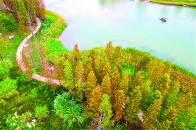 广阳湾智创生态城内，林荫道旁的树叶换上了色彩斑斓的“盛装”。记者 郭旭 摄