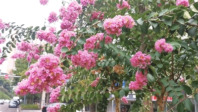 More than 20,000 crape myrtle flowers came out by the roadside. (Photographed by Ling Zeying)