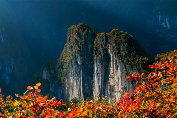 秋天的兰英红叶染红了整个峡谷。巫溪县文化和旅游委供图 华龙网发