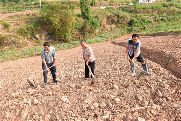 务工村民在基地拌土为播种油菜做准备。特约通讯员 隆太良 摄