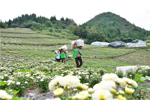 菊花获得了产量与产值的双丰收。记者 刘冲 黄美琪 供图