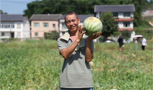 中梁镇茅山峡村的20万斤西瓜熟了，种植户在高温下采摘。通讯员 郭晋 摄
