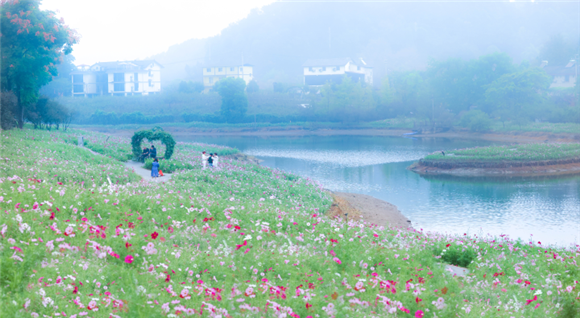 Galsang flowers in full bloom. (Photographed by Fang Xia and He Longfei)