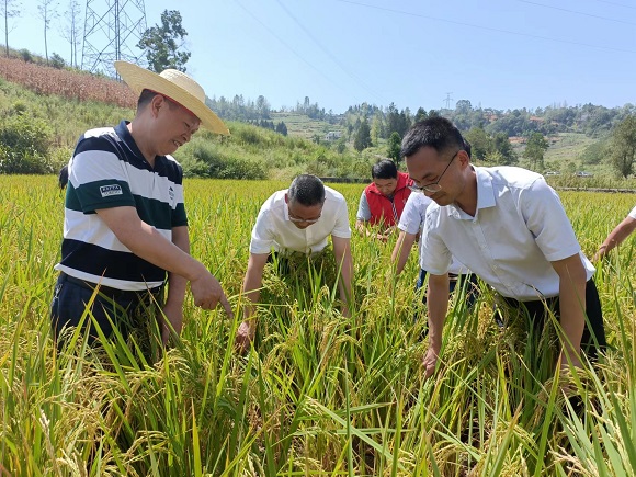 相关负责人查勘水稻受灾情况。黔江区委宣传部供图 华龙网发