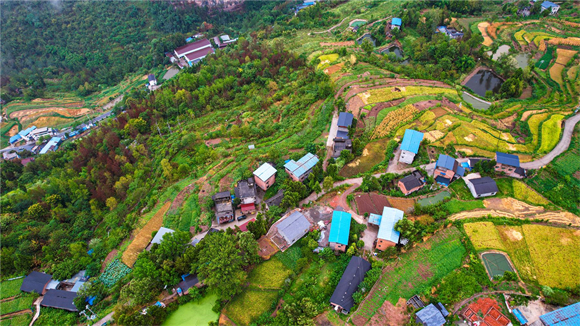 Rice fields and well-arranged farmhouses (Photographed by Tan Qiyun) 