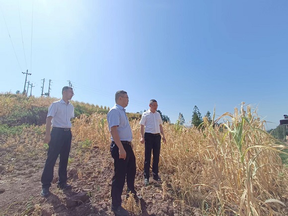 相关负责人查勘玉米受灾情况。黔江区委宣传部供图 华龙网发
