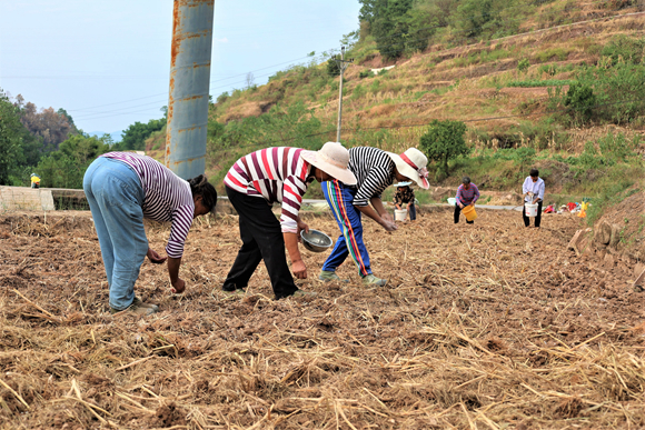 图六：村民们在地里施肥、撒种。湛江涛，摄