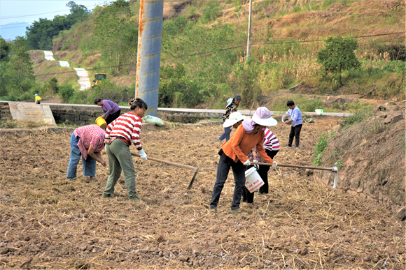 图四：村民们在地里挖窝、施肥，大家相互配合。湛江涛，摄