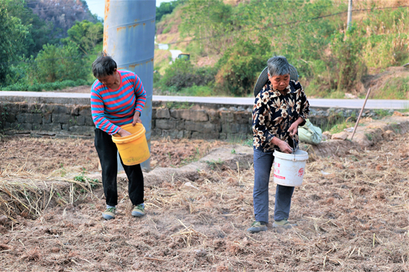 图七：村民丢撒灰肥将萝卜种子覆盖。湛江涛，摄
