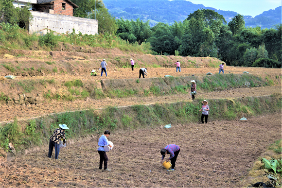 图一：在双龙村，村民们正在地里抢种草蔸萝卜，一派繁忙景象。湛江涛，摄