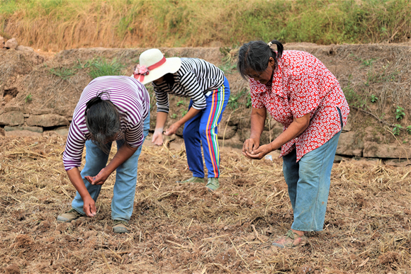 图五：村民们正在丢撒萝卜种子。湛江涛，摄