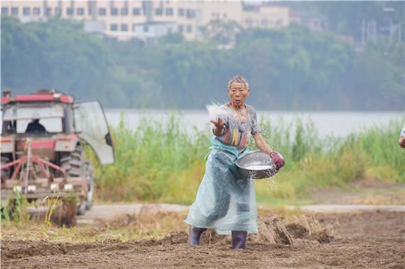 农户正在地里撒播肥料。通讯员 漆林菁 摄