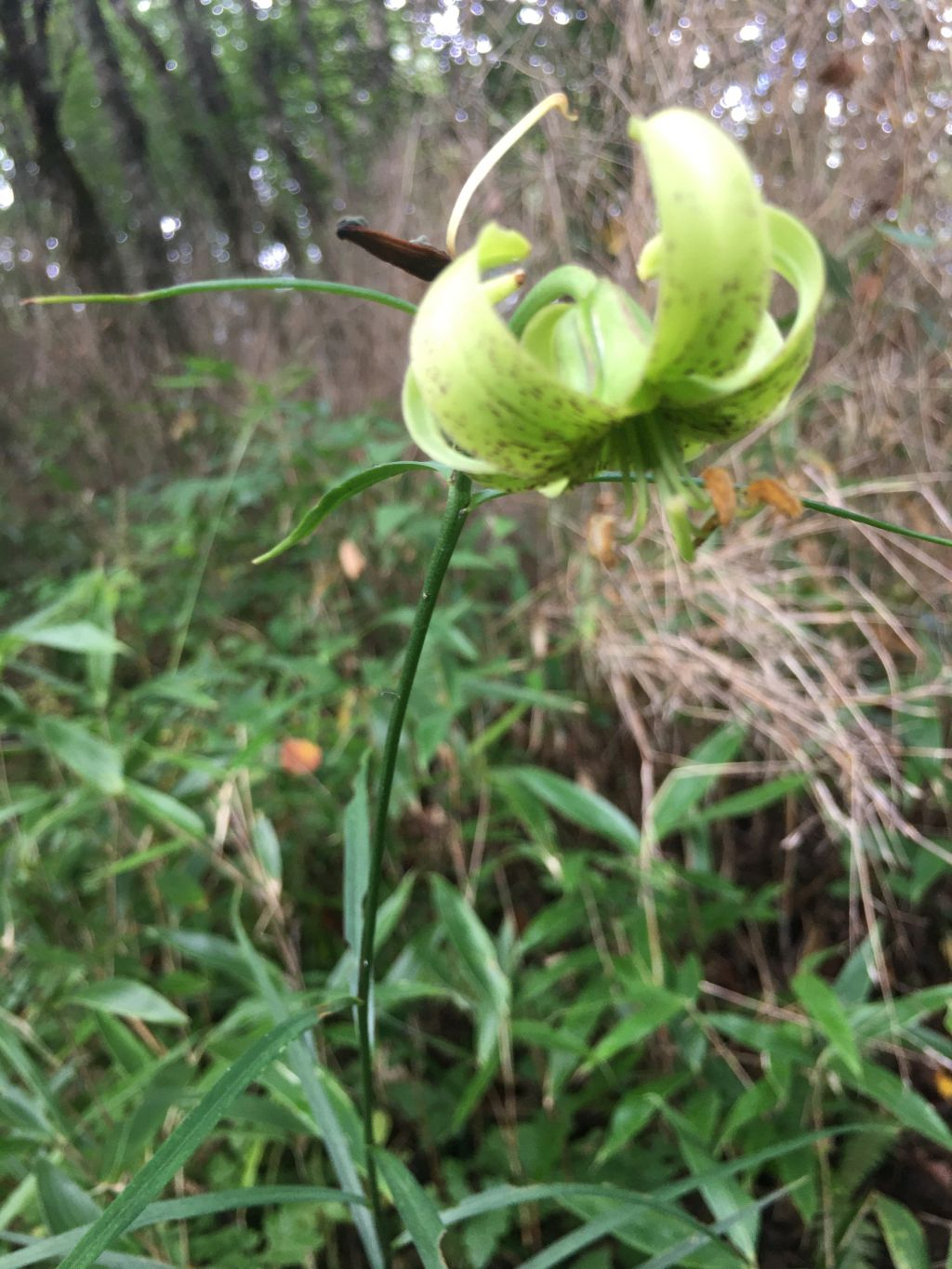 Lilium fargesii (Picture provided by Chongqing Yintiaoling National Nature Reserve Management Center)