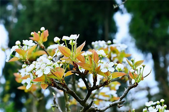 每年春季，梨花盛开满枝头。记者 夏培植 供图_副本