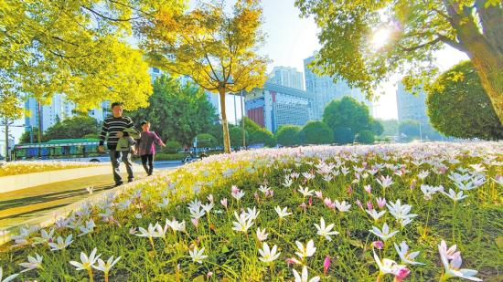 The zephyr lilies in bloom. (Photographed by Huang Shu)