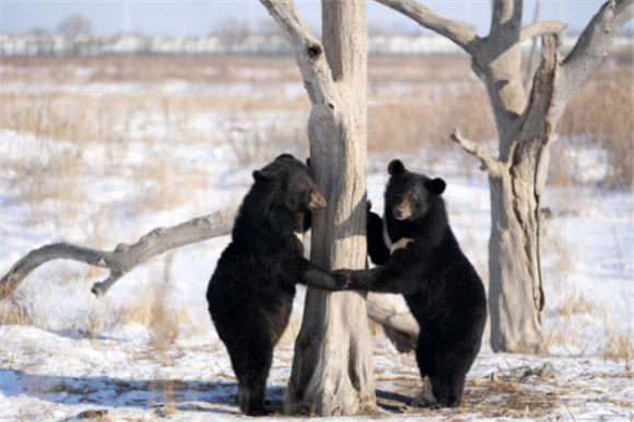 1月10日，黑熊在“探秘野熊园”内活动。新华社记者 王建威 摄