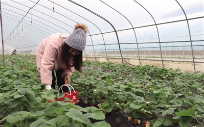 市民在采摘草莓。记者 杨春燕 摄