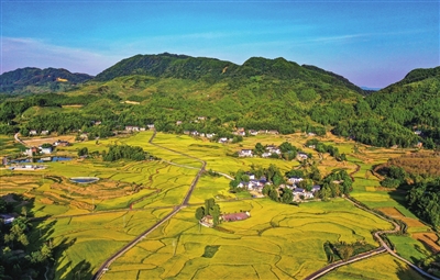 铁门乡长塘村，高山水稻铺满大地，宛若一张金黄色地毯。记者 熊伟 摄