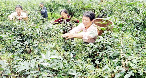 花椒产业带动村民就业（资料图）。丰都县农业农村委供图 华龙网发