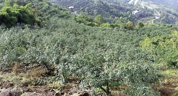 丰都县树人镇花椒产业基地（资料图）。通讯员 李达元 摄