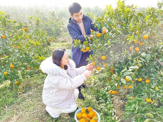 游客采摘砂糖橘。