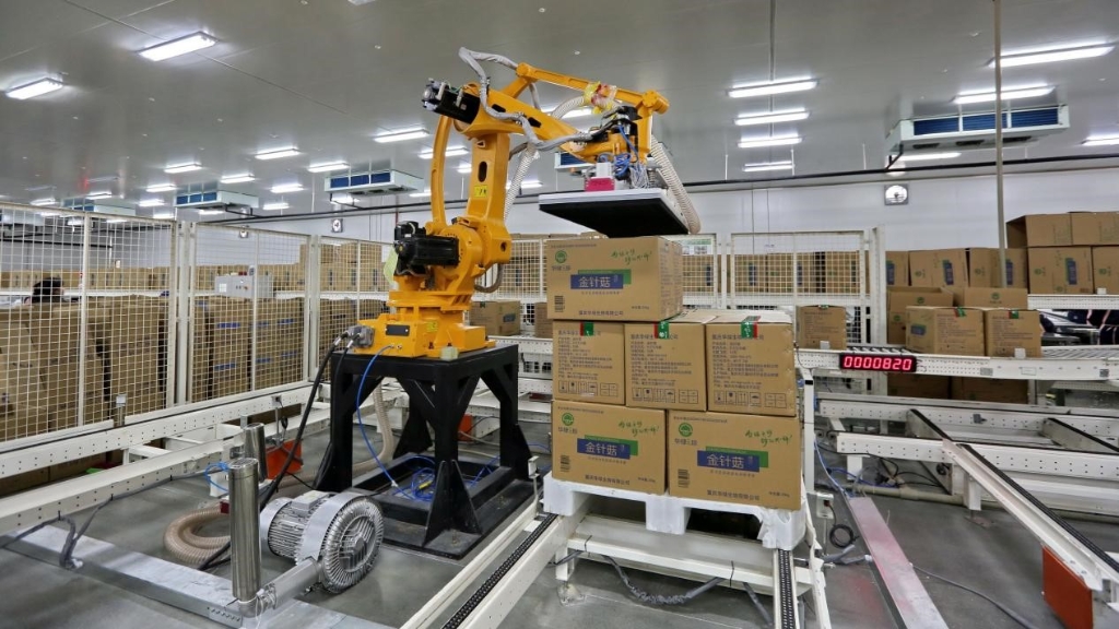 华绿生物有限公司，自动化机械臂正在搬运打包好的金针菇。通讯员 王泸州 摄 华龙网发