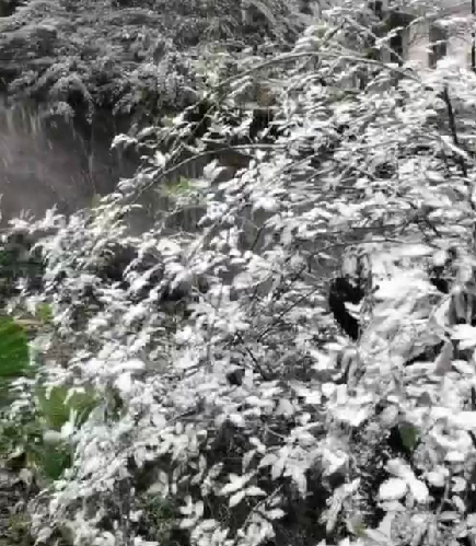歌乐山上已有积雪。沙坪坝区融媒体中心供图 华龙网发