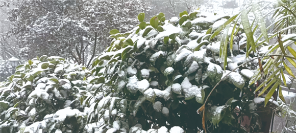 安澜镇平滩村依林山树枝上已有厚厚的积雪。安澜镇供图