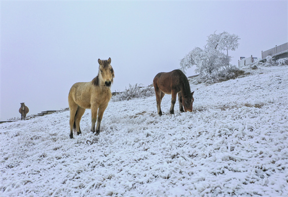 马群和雪景融为一体。王强 摄