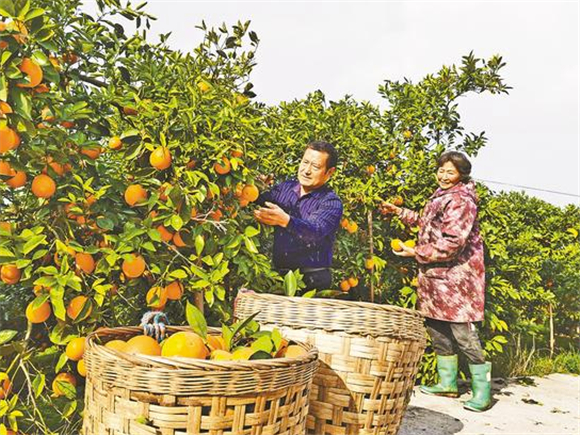 工人正忙着采摘柑橘。记者 王新莲 邹贤燕 摄