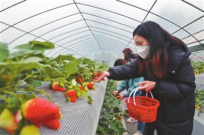 市民体验草莓采摘的乐趣。记者 孙凯芳 摄