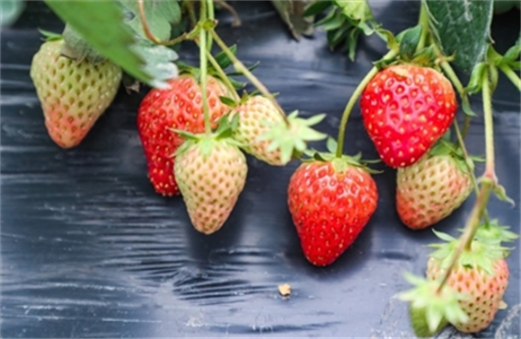 次第成熟的草莓。记者 田华平 摄