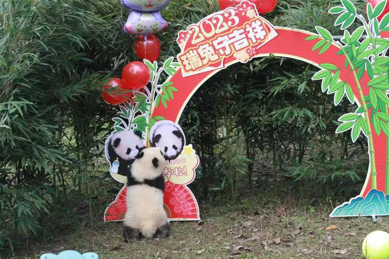 龙凤胎熊猫宝宝满半岁。重庆动物园供图