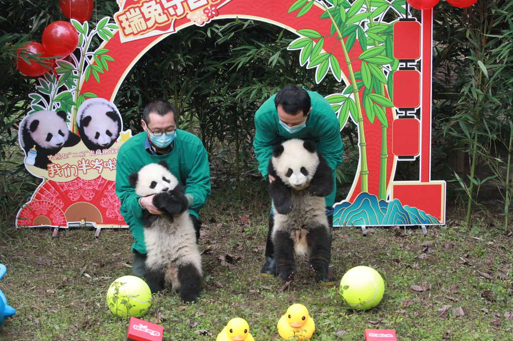 龙凤胎熊猫给游客拜年。重庆动物园供图
