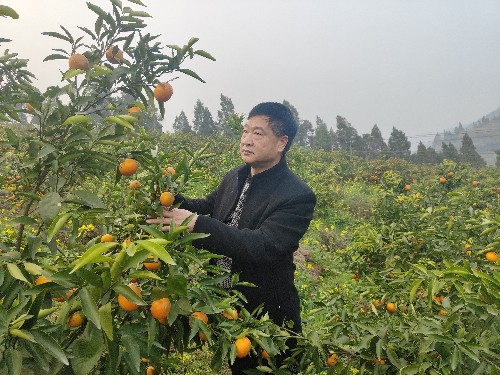 秦廷斌查看柑橘成熟度。通讯员 邓尧予 摄