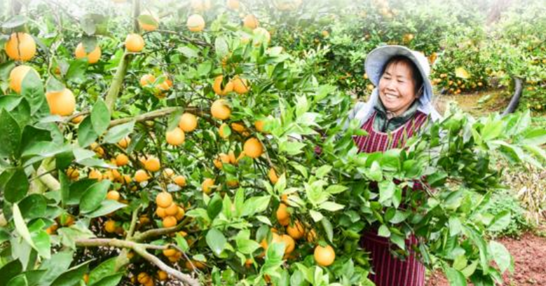 村民发展柑橘产业获丰收。记者 蒋坤红