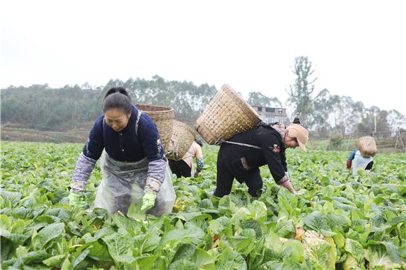 务工人员在蔬菜基地采摘青菜头。通讯员 陈仕川 摄