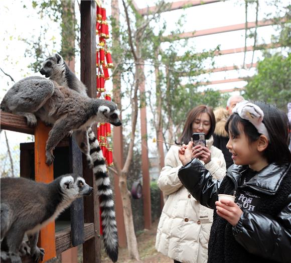 小游客给环尾狐猴喂食。通讯员 陈仕川 摄