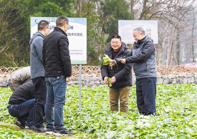 新春走基层 | 涪陵区新乐村熙溪地蔬菜基地 杀虫专家田间传授杀虫秘技