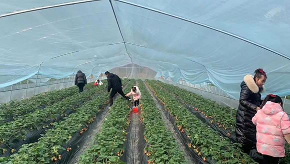 兴隆镇海川草莓基地吸引了不少游客。 渝北区文化旅游委供图 华龙网发