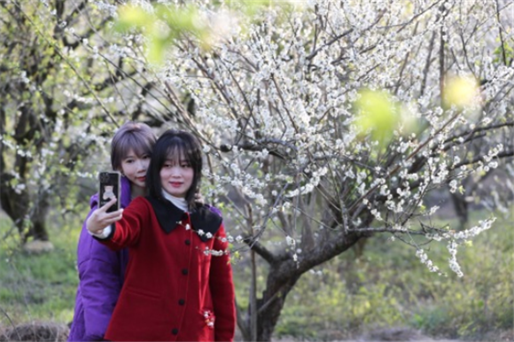 游客在福州市永泰县葛岭镇大坑里赏梅拍照。新华社记者 姜克红 摄