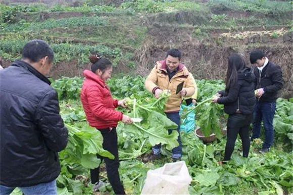 村民正在采收青菜头。通讯员 李达元 摄