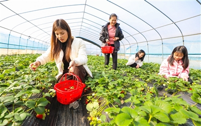 草莓迎来采摘高峰期。记者 龚长浩 摄