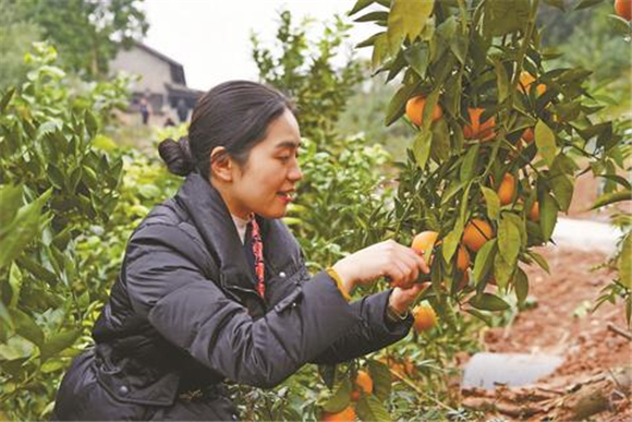 游客体验柑橘采摘乐趣。江津日报记者 杨安迪 摄 游客体验柑橘采摘乐趣。江津日报记者 杨安迪 摄