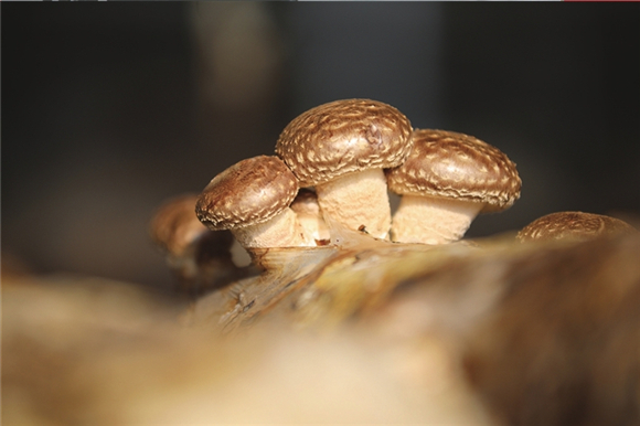 4吉星村种植的美味菌菇。记者 周新宇 摄 4吉星村种植的美味菌菇。记者 周新宇 摄