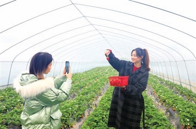 梁山街道迎水村秀才草莓园，游客在草莓大棚里采摘、拍照。记者 向成国 摄