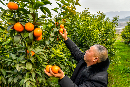 北斗锄禾农场的柑橘成熟了。 记者 崔景印 摄