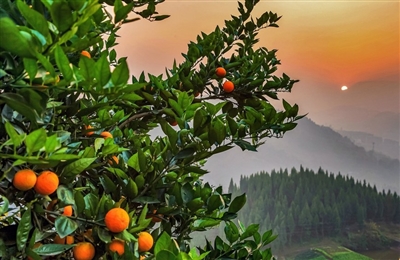 柑橘产业助农增收。记者 余鸿 摄